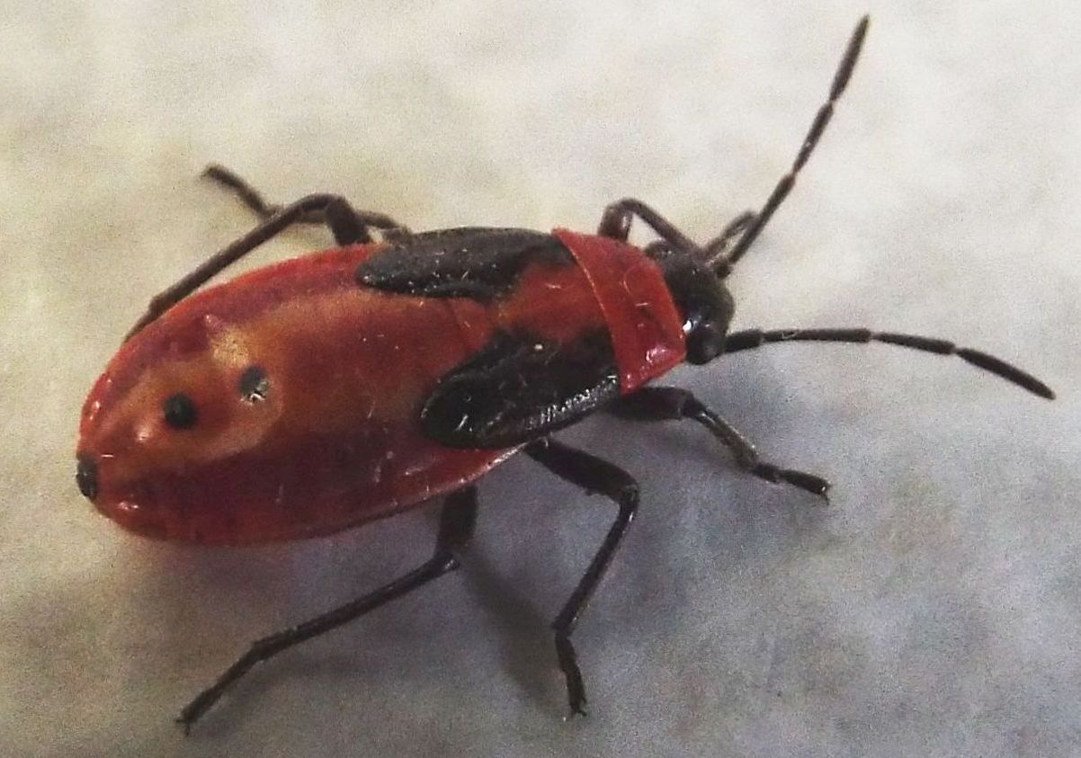 Ninfa d iLygaeus creticus